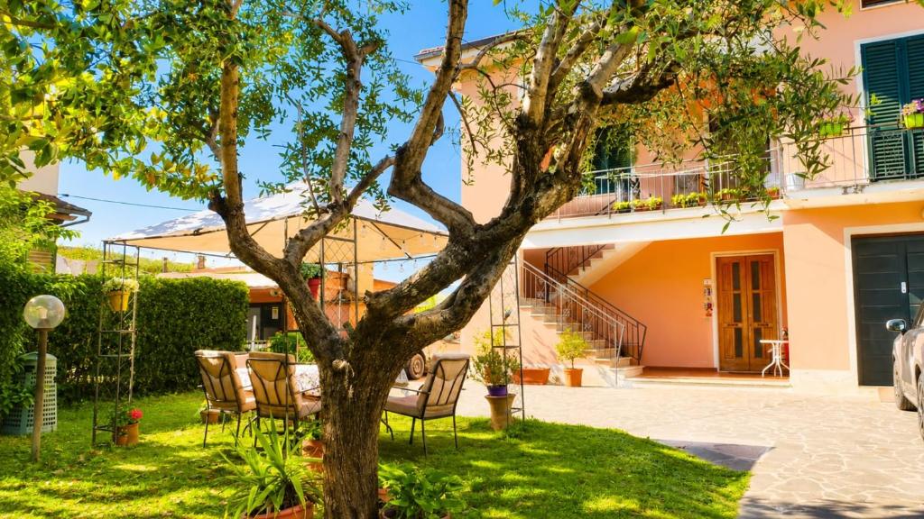 A sunny courtyard with a large tree, outdoor dining table and chairs, plants, and the house facade.
